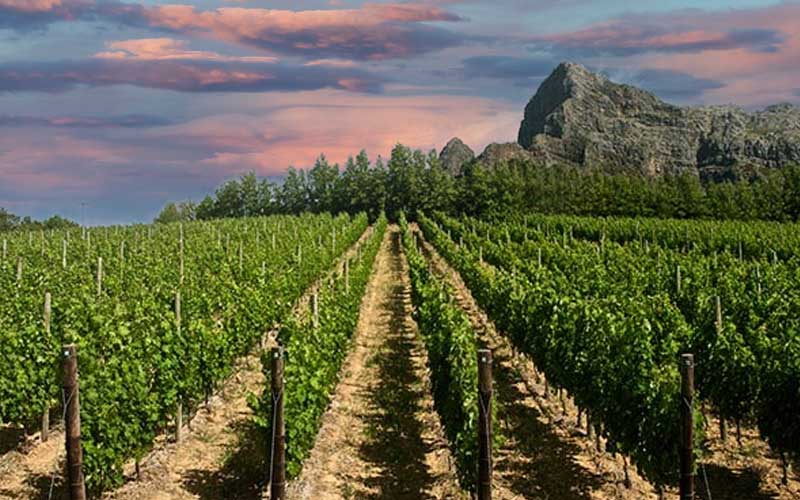 viaggio-citta-del-capo-winelands