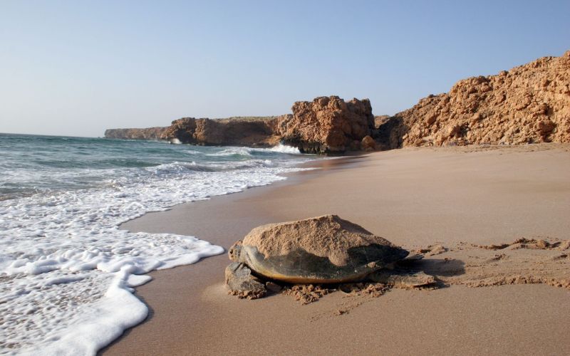 Viaggio-Oman-Classico-tartaruga-Agenzia-Tour-Prezzo-5 Stars Travel