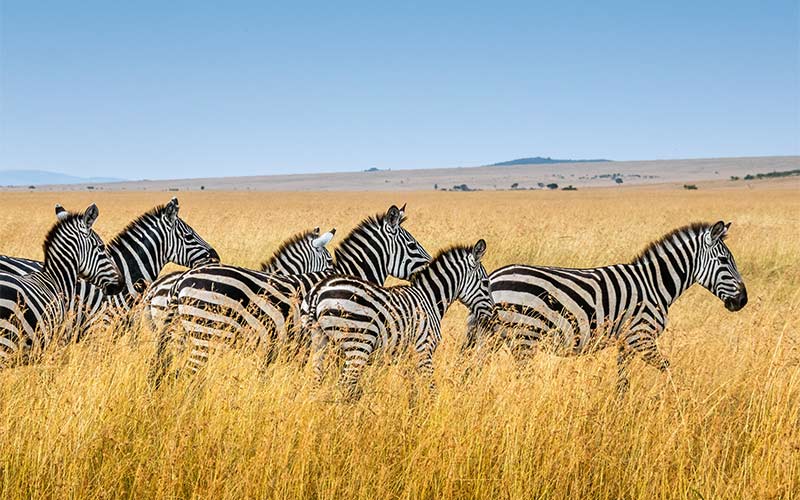 cape-town-safari-vigneti-viaggio-tour-operator-sudafrica