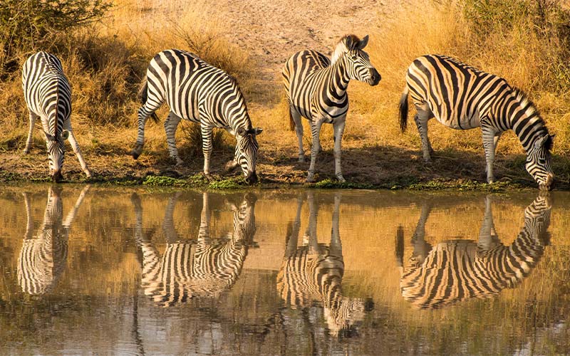 kruger-national-park-safari-sudafrica-agenzia-tour-operator-trieste