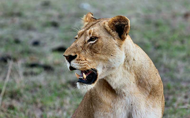 parco-krueger-sudafrica-safari