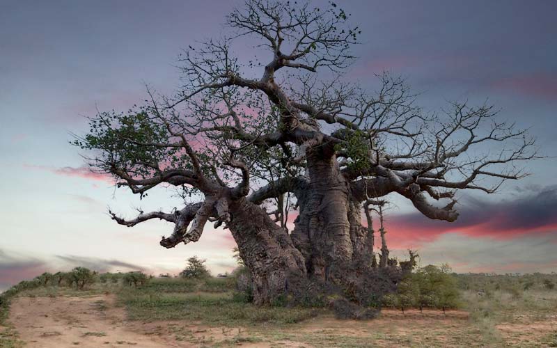riserva-privata-timbavati-sudafrica