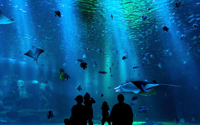 sydney-aquarium-viaggio-australia-tour-operator-italia-trieste