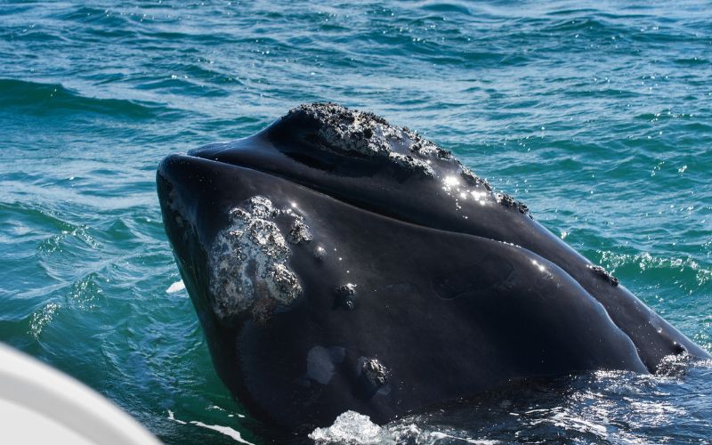 viaggio-balene-hermanus-sudafrica-agenzia