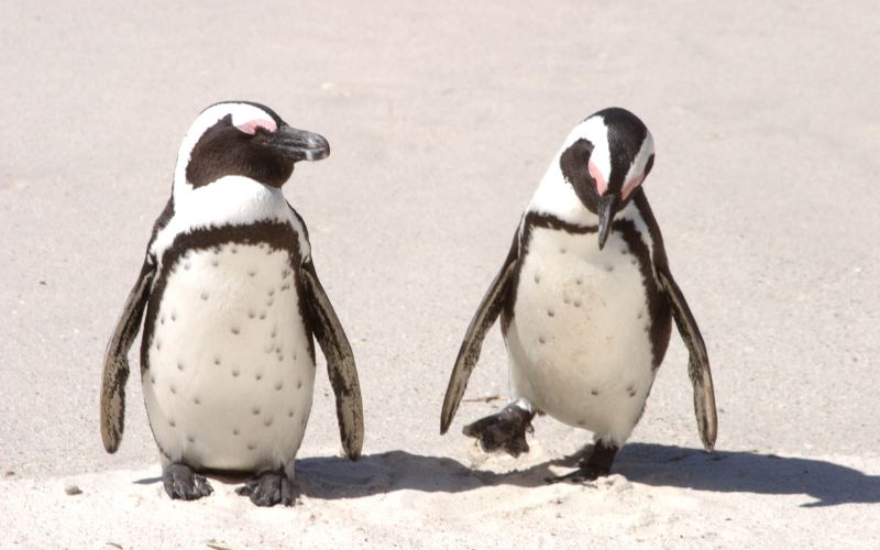 viaggio-boulders-beach-sudafrica-pinguini-agenzia