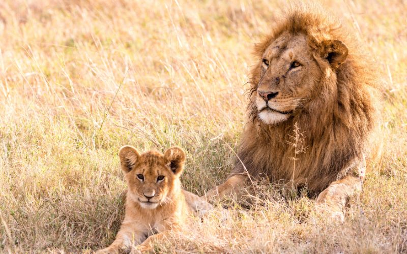 viaggio-leone-safari-sudafrica-agenzia