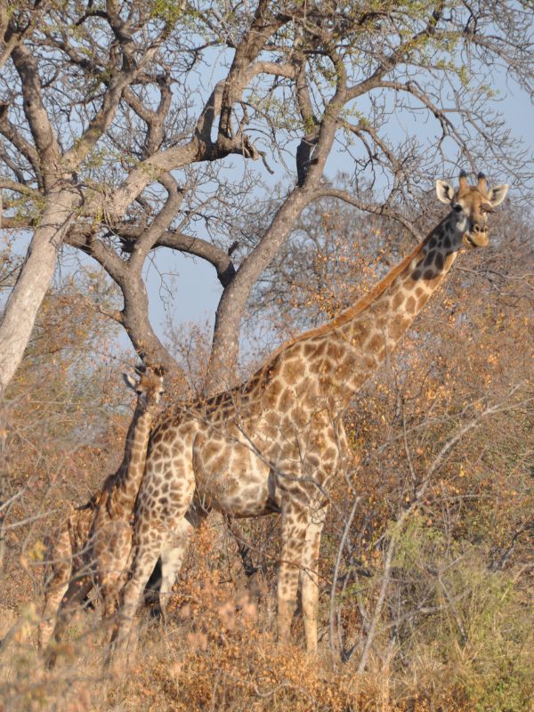 viaggio-sudafrica-parco-nazionale-kruger-giraffa-safari-foto-ranger