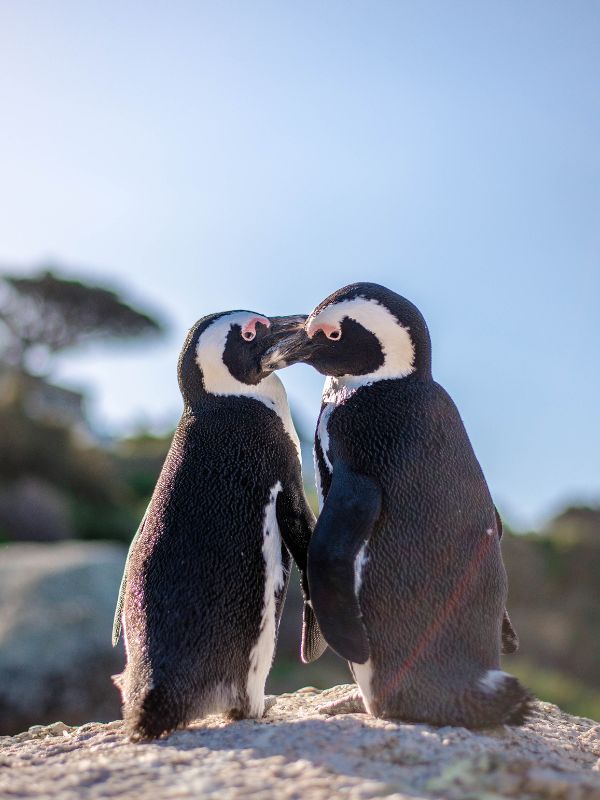 viaggio-sudafrica-pinguini-africani-boulders-beach-cosa-vedere-fare-indimenticabili-da-non-perdere-esperienze