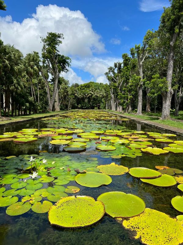 viaggio-mauritius-giardino-botanico-pamplemousses-botanic-garden-prezzo