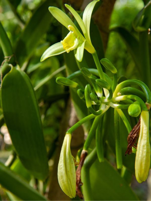 viaggio-seychelles-mahe-jardin-du-roi-vanilla-prezzo