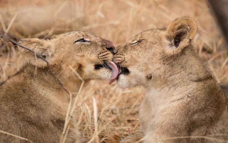 aggio-Sudafrica-Per-Mano-al-Kruger-Park-bacio-leoni-agenzia-prezzo