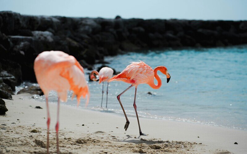 Aruba-fenicotteri-spiaggia-caraibi