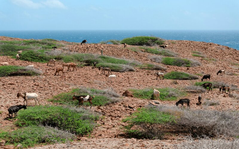 Aruba-parco-natura-animali