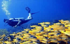 The Barefoot eco hotel Maldive agenzia viaggi diving immersioni pesci
