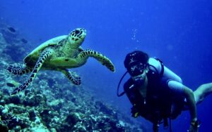 The Barefoot eco hotel Maldive agenzia viaggi immersioni diving tartaruga