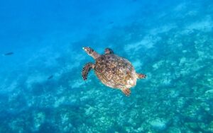 The Barefoot eco hotel Maldive agenzia viaggi tartaruga