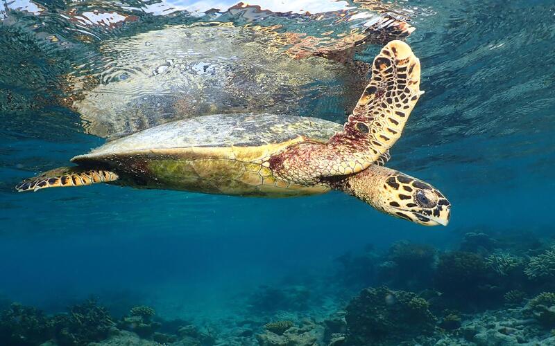 Ananea Madivaru Maldive resort lusso slow glamour agenzia viaggi