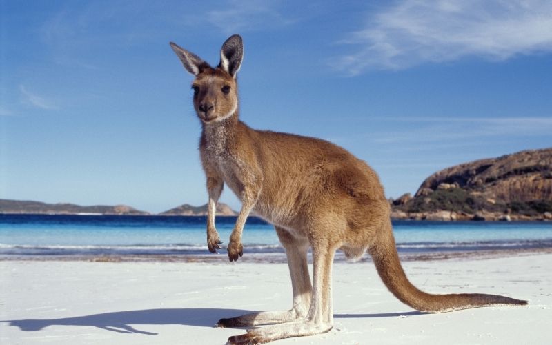 australia-discover-migliore-agenzia-viaggi-trieste-canguro-sydney-adelaide-bondi-beach